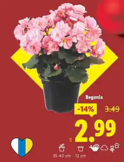 Lidl Begonia oferta