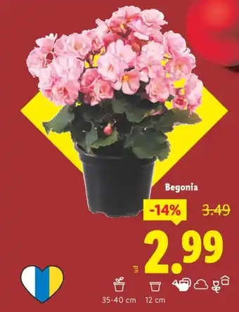 Lidl Begonia oferta