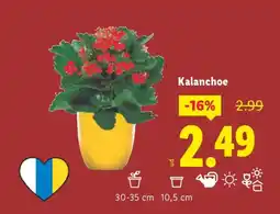 Lidl Kalanchoe oferta