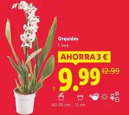 Lidl Orquídea oferta