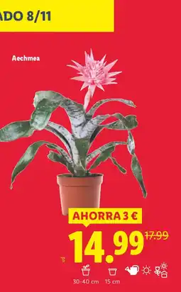 Lidl Aechmea oferta
