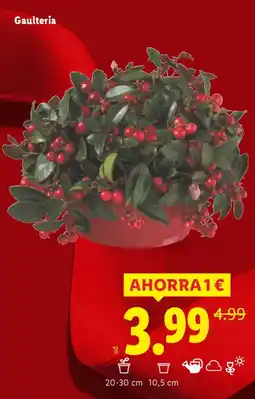 Lidl Gaulteria oferta