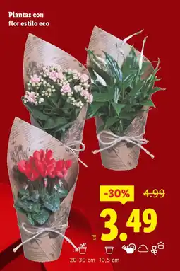Lidl Plantas con flor estilo eco oferta