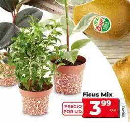Dia Ficus mix oferta