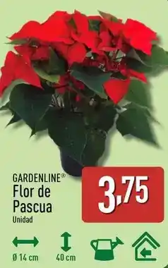 ALDI Gardenline - de pascua oferta