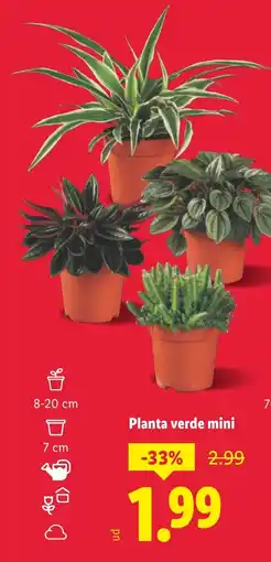 Lidl Planta verde mini oferta