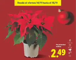 Lidl Flor de Navidad mediana oferta