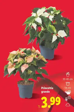 Lidl Princettia grande oferta