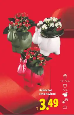 Lidl Kalanchoe reno Navidad oferta
