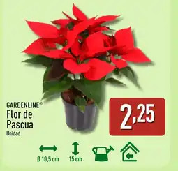 ALDI GARDENLINE Flor de Pascua oferta