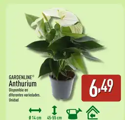 ALDI GARDENLINE Anthurium oferta