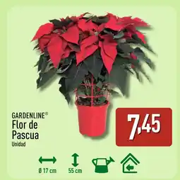 ALDI GARDENLINE Flor de Pascua oferta