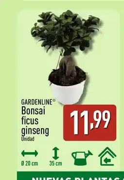 ALDI GARDENLINE Bonsai ficus ginseng oferta