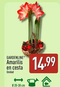 ALDI GARDENLINE Amarilis en cesta oferta