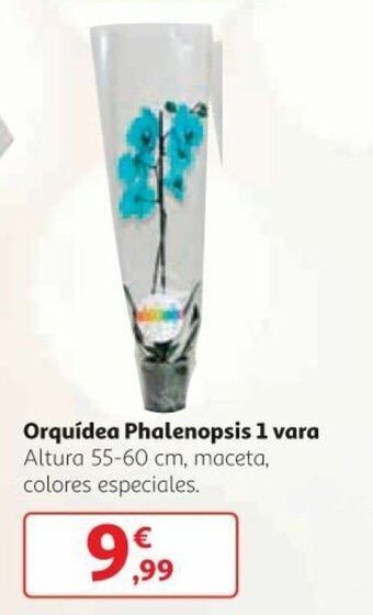 Alcampo Orquídea Phalenopsis 1 vara oferta