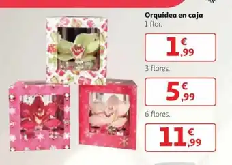 Alcampo Orquidea en caja 1 flor oferta