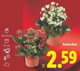 Lidl Kalanchoe oferta