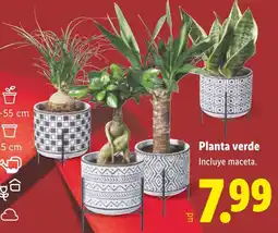 Lidl Planta verde oferta