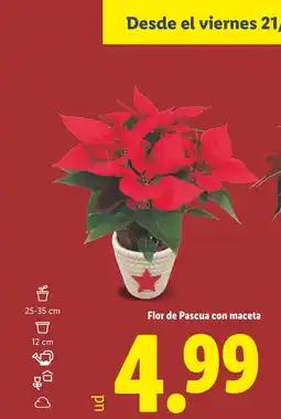 Lidl Flor de Pascua con maceta oferta