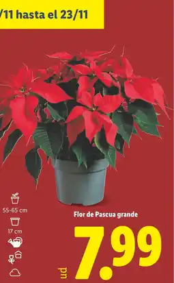 Lidl Flor de Pascua grande oferta