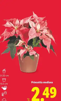 Lidl Princettia mediana oferta