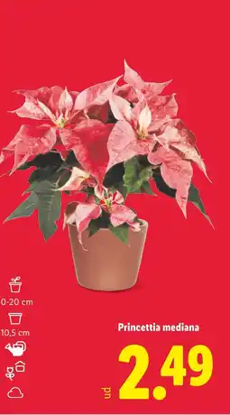 Lidl Princettia mediana oferta