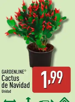 ALDI GARDENLINE Cactus de Navidad oferta