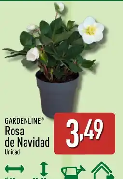 ALDI GARDENLINE Rosa oferta