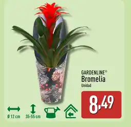 ALDI GARDENLINE Bromelia oferta
