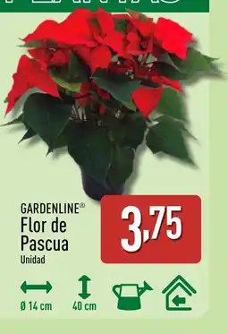 ALDI GARDENLINE Flor de Pascua oferta