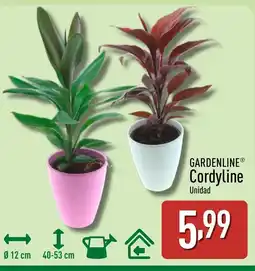 ALDI GARDENLINE Cordyline oferta