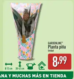 ALDI GARDENLINE Planta piña oferta
