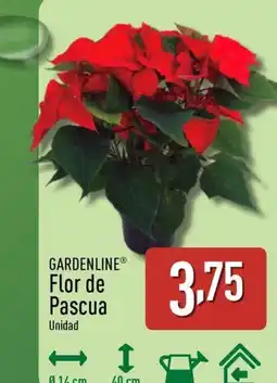 ALDI GARDENLINE Flor de Pascua oferta