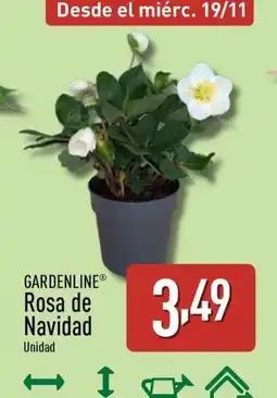 ALDI GARDENLINE Rosa de Navidad oferta