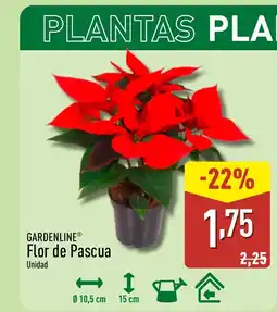 ALDI GARDENLINE Flor de Pascua oferta