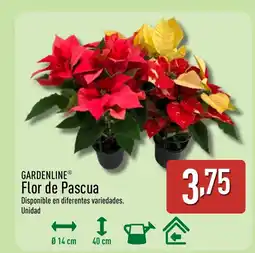 ALDI GARDENLINE Flor de Pascua oferta
