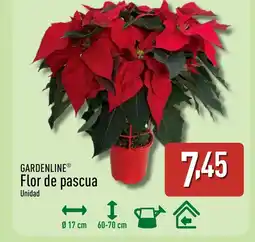 ALDI GARDENLINE Flor de pascua oferta