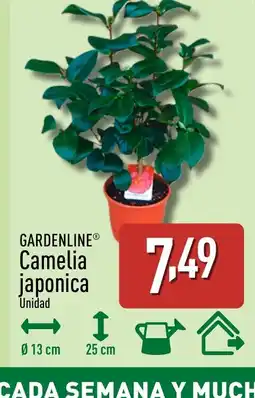 ALDI GARDENLINE Camelia japonica oferta