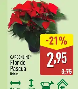 ALDI GARDENLINE Flor de Pascua oferta