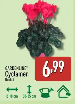 ALDI GARDENLINE Cyclamen oferta