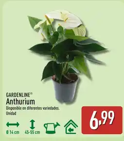 ALDI GARDENLINE Anthurium oferta