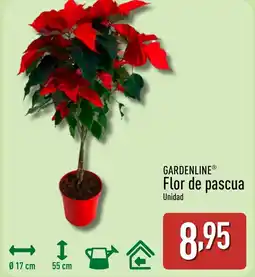 ALDI GARDENLINE Flor de pascua oferta