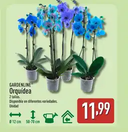 ALDI GARDENLINE Orquídea oferta
