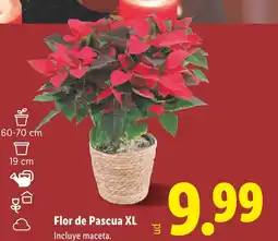 Lidl Flor de Pascua XL oferta
