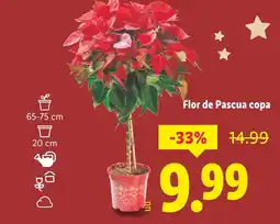 Lidl Flor de Pascua copa oferta
