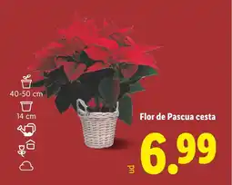 Lidl Flor de Pascua cesta oferta