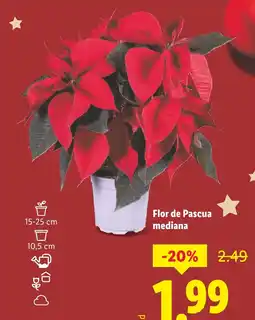 Lidl Flor de Pascua mediana oferta