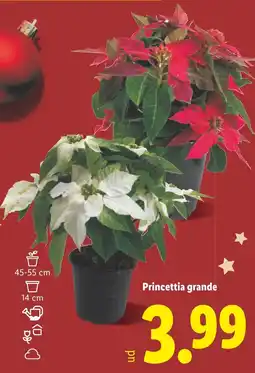 Lidl Princettia grande oferta