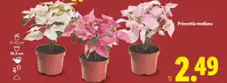 Lidl Princettia mediana oferta