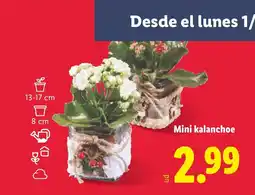 Lidl Mini kalanchoe oferta